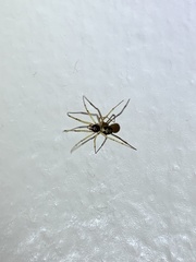 Araneae