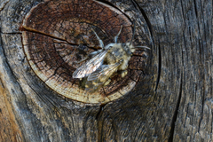 Melecta