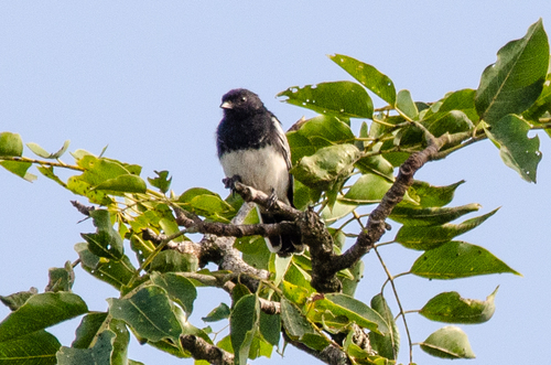 White-bellied Tit