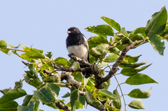 Melaniparus albiventris