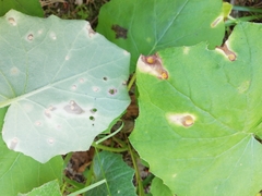 Puccinia poarum