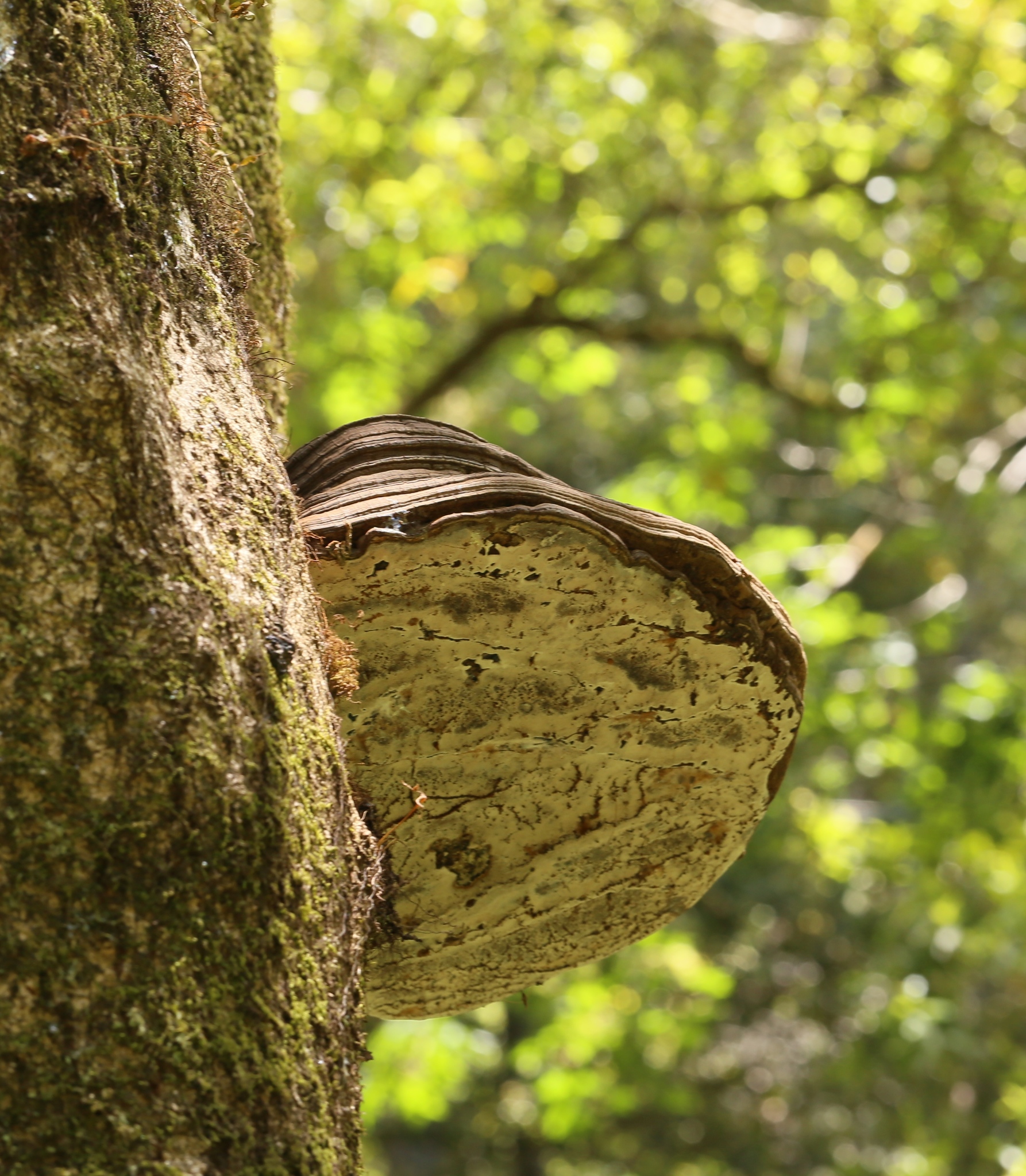 Ganoderma brownii image