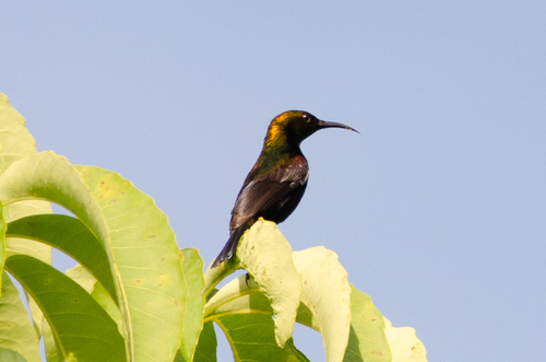 Copper Sunbird