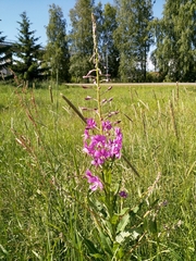Chamaenerion angustifolium