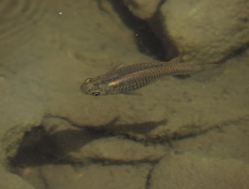 Western Mosquitofish