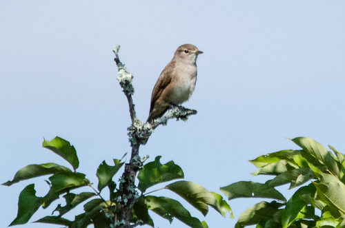 Pale Flycatcher