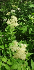 Filipendula ulmaria