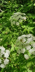 Filipendula ulmaria