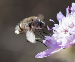 Bombyliidae