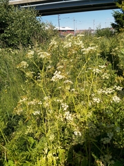 Anthriscus sylvestris