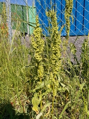 Rumex longifolius
