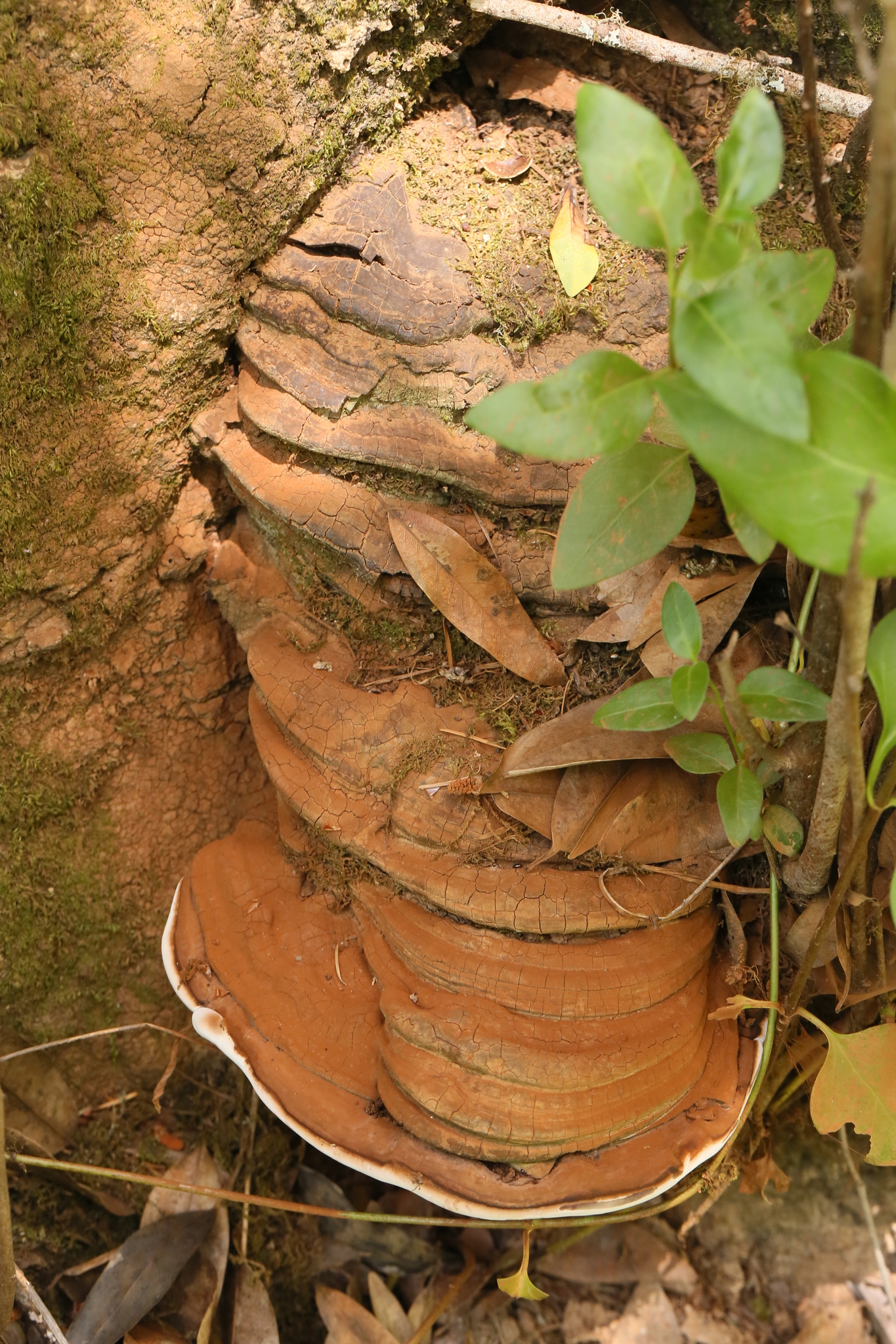 Ganoderma brownii image