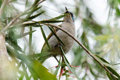 Cyanomitra verticalis