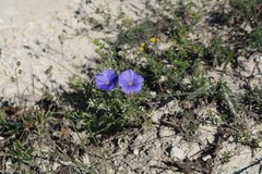 Linum squamulosum