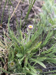Erigeron lonchophyllus