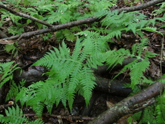 Phegopteris