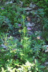 Scabiosa praemontana