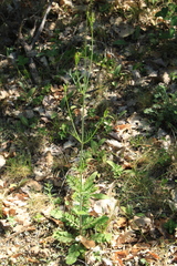Scabiosa praemontana