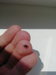 Heteroptera