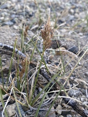 Carex douglasii