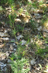 Scabiosa praemontana