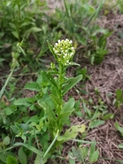 Thlaspi arvense