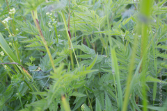 Polysarcus denticauda