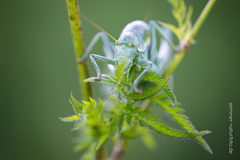 Polysarcus denticauda