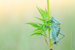 Polysarcus denticauda