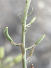 Chylismia claviformis lancifolia