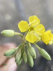 Chylismia claviformis lancifolia