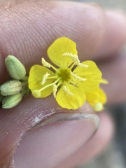 Chylismia claviformis lancifolia