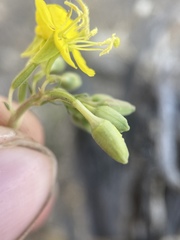 Chylismia claviformis lancifolia