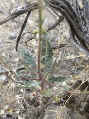 Chylismia claviformis lancifolia