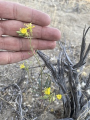 Chylismia claviformis lancifolia