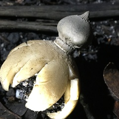 Geastrum pectinatum