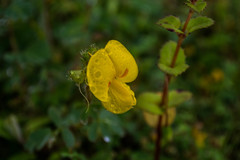 Smithia hirsuta