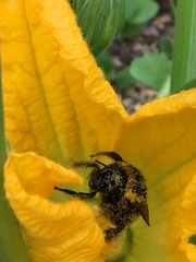 Bombus terrestris