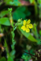 Linum sulcatum