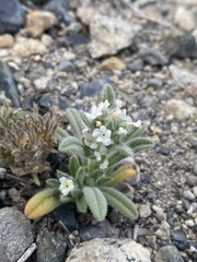 Amsinckiopsis kingii