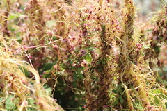 Cuscuta epithymum