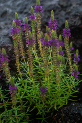 Pogostemon deccanensis