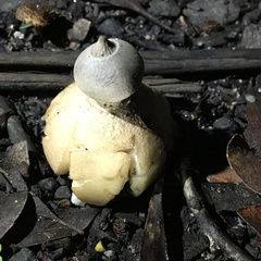 Geastrum pectinatum