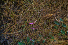 Indigofera dalzellii