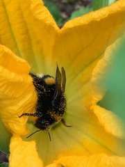 Bombus terrestris