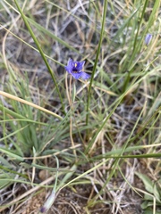 Sisyrinchium halophilum