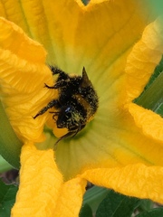 Bombus terrestris