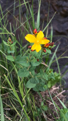 Hypericum scouleri