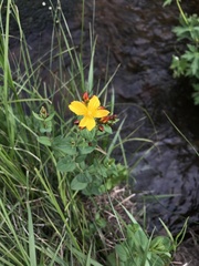 Hypericum scouleri
