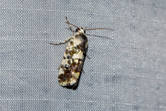 Acontia tinctilis
